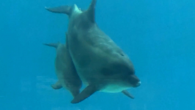 Занесен в Красную книгу: в «Москвариуме» родился детеныш черноморской афалины