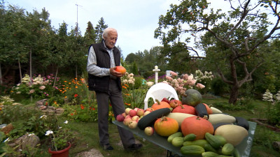 Петербургские дачники попрощались с огородным сезоном и поделились рекордами