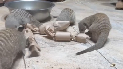 Полосатые мангусты искали лакомство в «конфетках»