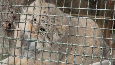 Манул Шу из Ленинградского зоопарка готовится к зиме