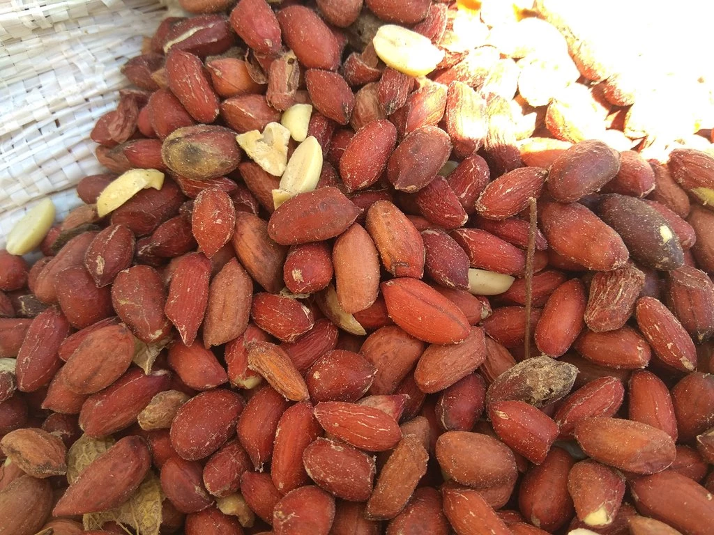 24,9 тонн очищенного арахиса из Аргентины не пустили в Петербург из-за мухи-горбатки - tvspb.ru