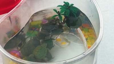 Жестокий бизнес: Как горе-торговцы мучают красноухих черепах и обманывают покупателей