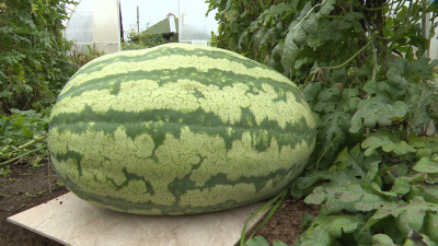 Садовод-любитель подарила Ленинградскому зоопарку овощи-рекордсмены