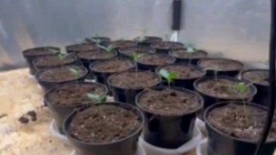 В Ломоносовском районе задержали мужчину с наркофермой на участке