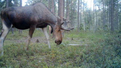 Росприроднадзор: Осенью вероятность встретить дикое животное в черте города повышается