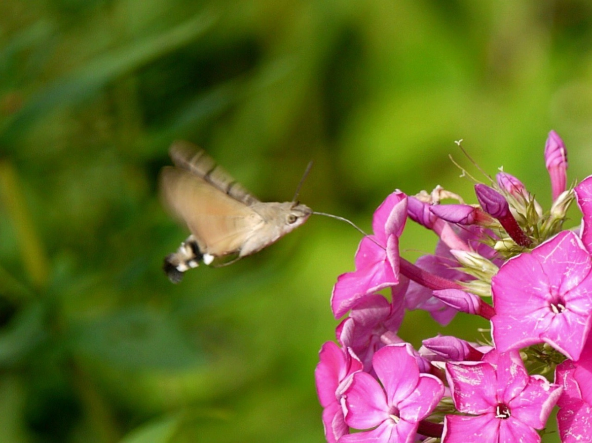 Бабочку, похожую на колибри, заметили в Невском районе - tvspb.ru