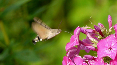 Бабочку, похожую на колибри, заметили в Невском районе