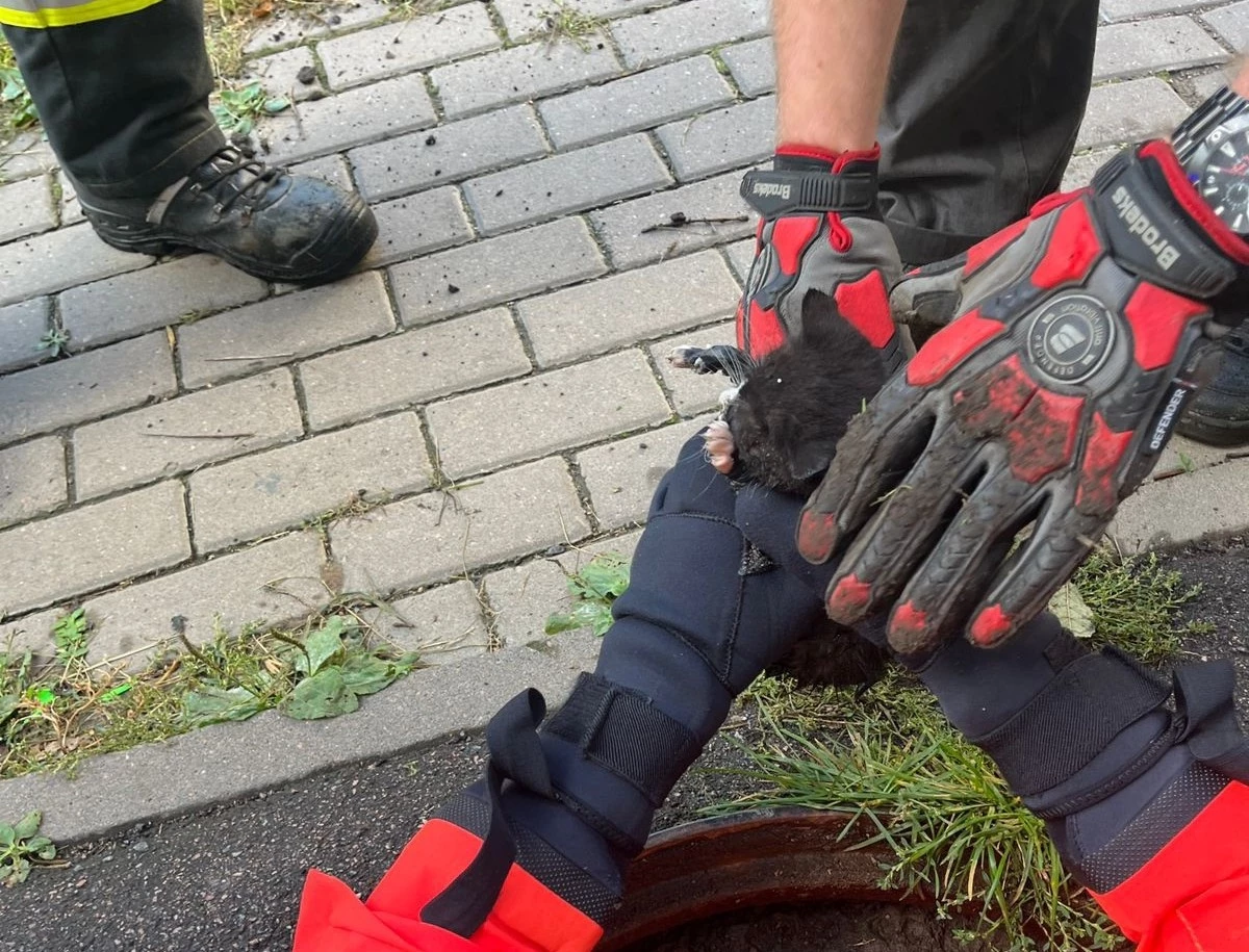 Из канализации на Караваевской улице спасли котенка - tvspb.ru