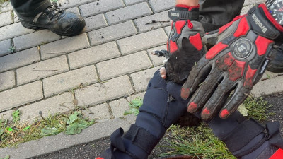 Из канализации на Караваевской улице спасли котенка