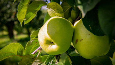 В Царском Селе уже в двенадцатый раз пройдёт «Яблочный полдень»