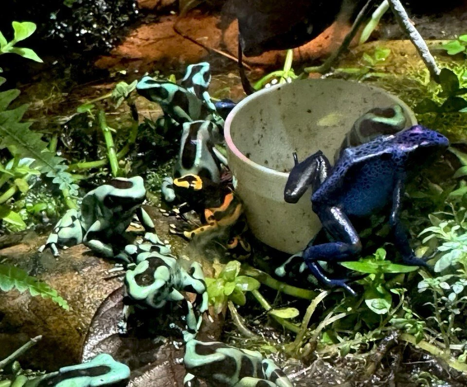 Очень социальные лягушки: мировой суд взыскал с ИП более 86 тыс. рублей по делу о смерти экзотических животных - tvspb.ru