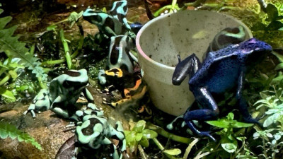 Очень социальные лягушки: мировой суд взыскал с ИП более 86 тыс. рублей по делу о смерти экзотических животных
