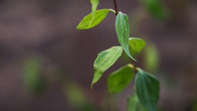 Осенняя акция по озеленению Петербурга стартовала в сквере на улице Восстания