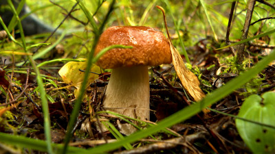 Пик сезона грибной охоты: жители Петербурга устремились в леса Ленобласти