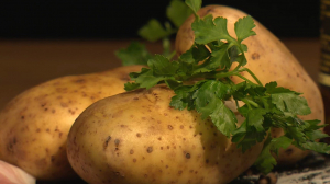 Картошка инвитро: российские учёные представили революционный способ ускоренного размножения семенного картофеля