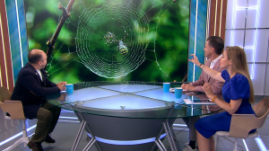 Могу познакомить со своей Брюннихой: гости с юга пауки-осы — сами нападать не будут и могут стать украшением вашего сада