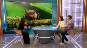 «Ночь летучих мышей»: очаровательных рукокрылых разбудят днём, покормят и познакомят с гостями зоопарка