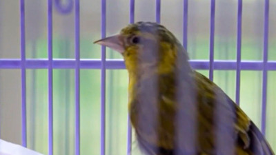 Почти 20 видов птиц вернулись в зимние домики в парке «Александрия»