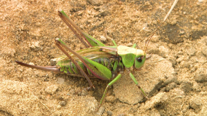 Дикие выходные с Павлом Глазковым. Памятник природы «Колтушские высоты»
