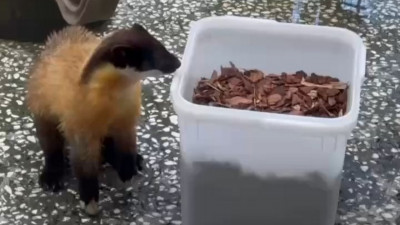 Тактика «подождать и перехватить»: в вольере харз произошла настоящая борьба за угощение