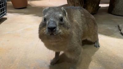 Счастье в Ленинградском зоопарке: капский даман Сеня вернулся на экспозиции