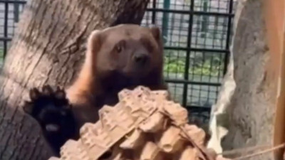 В Ленинградском зоопарке росомаха Марчик добыл мясо из «сказочного ларца»