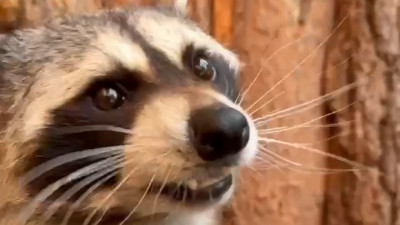 Енот-полоскун Элвис полакомился черникой и малиной