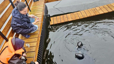 Каникулы Крошика и Шлиссика на Ладоге близятся к завершению