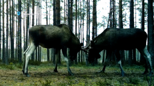 Лесные новости. Брачные турниры лосей, медведь и лиса в населённом пункте и заяц-беляк пока в летнем одеянии