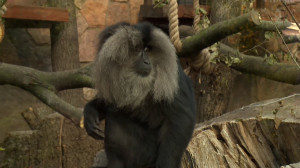 Новоселье у львинохвостых макак в Ленинградском зоопарке