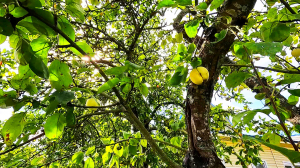 Между летом и осенью. Начало сентября в Санкт-Петербурге