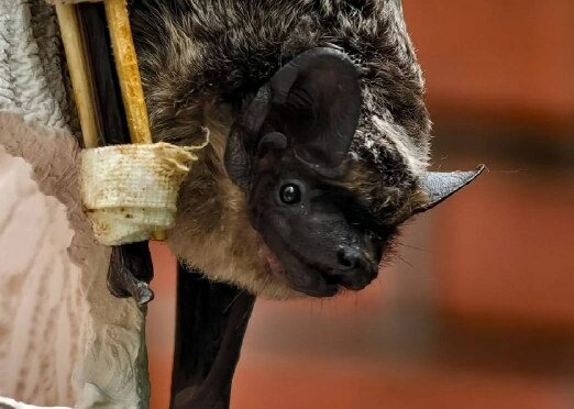 20 сентября Ленинградский зоопарк отметит День летучих мышей - tvspb.ru