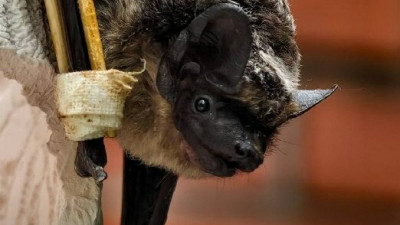 20 сентября Ленинградский зоопарк отметит День летучих мышей