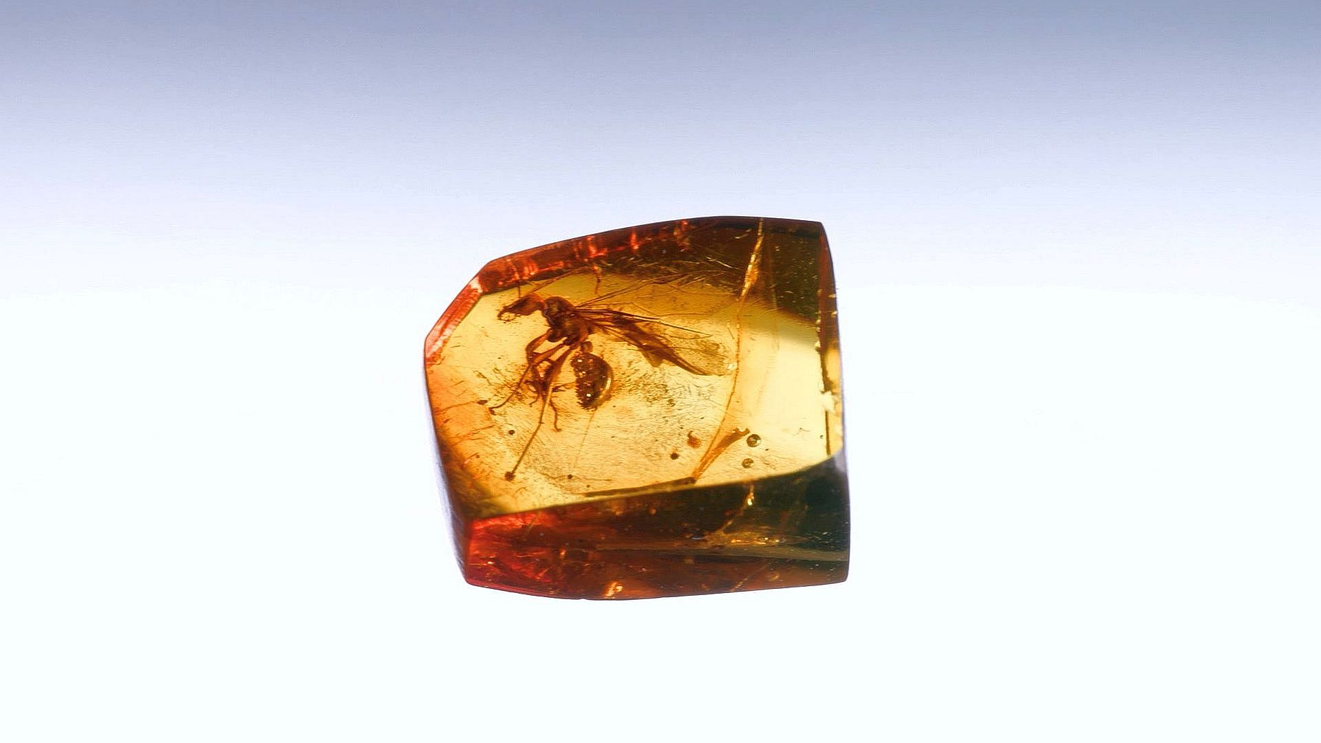 Находка для науки. Что рассказали учёным древний муравей Эридана и мамонт Тадибе?