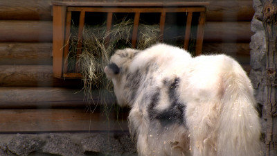 В Ленинградском зоопарке поселилась самка тибетского яка Ирга