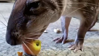 Ни тени сомнения в Ленинградском зоопарке: из всех угощений пака Гринхарт выбрал яблоко