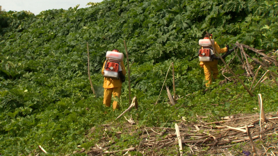 НИИ лесного хозяйства нашли спасение от борщевика