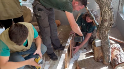 Укрытия, угощения и игрушки: как обустроили вольеры трем медоедам из Приозерского района