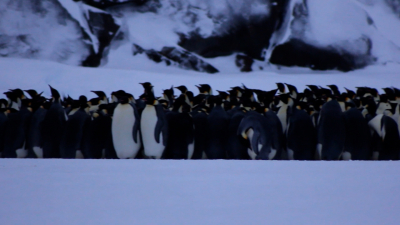 Императорские пингвины, зимующие недалеко от станции Мирный, стали родителями