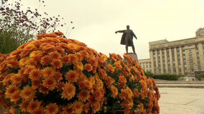 Петербург продлевает лето с помощью хризантем