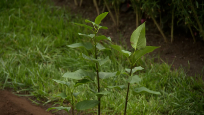 В Висячем саду Эрмитажа появился новый сорт сирени