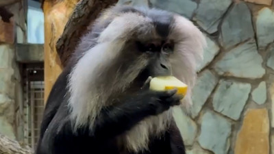 Петербуржцы собрали почти 800 кг угощений для питомцев Ленинградского зоопарка