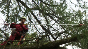 Осенняя стрижка: на Елагином острове началась сезонная санитарная обрезка деревьев