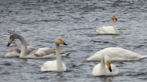 Орнитологические экскурсии в Санкт-Петербурге