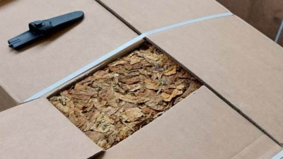 Свыше 55 тонн табачного сырья не пустили в Петербург из-за опасных насекомых