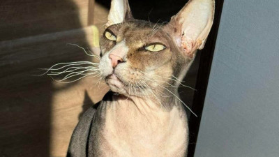 В Петербурге из-за кошачьего любопытства чуть не сгорела квартира