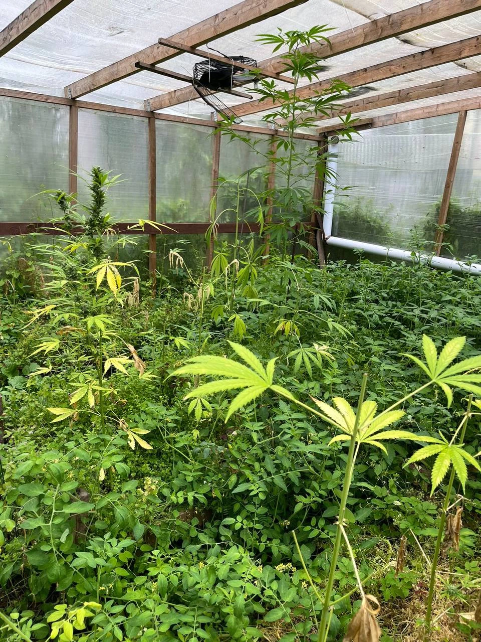 Петербургская полиция обнаружила в доме 26-летнего жителя Всеволожска наркоплантацию и 463 грамма «запрещенки» - tvspb.ru