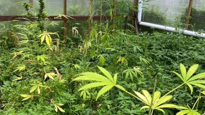 Петербургская полиция обнаружила в доме 26-летнего жителя Всеволожска наркоплантацию и 463 грамма «запрещенки»