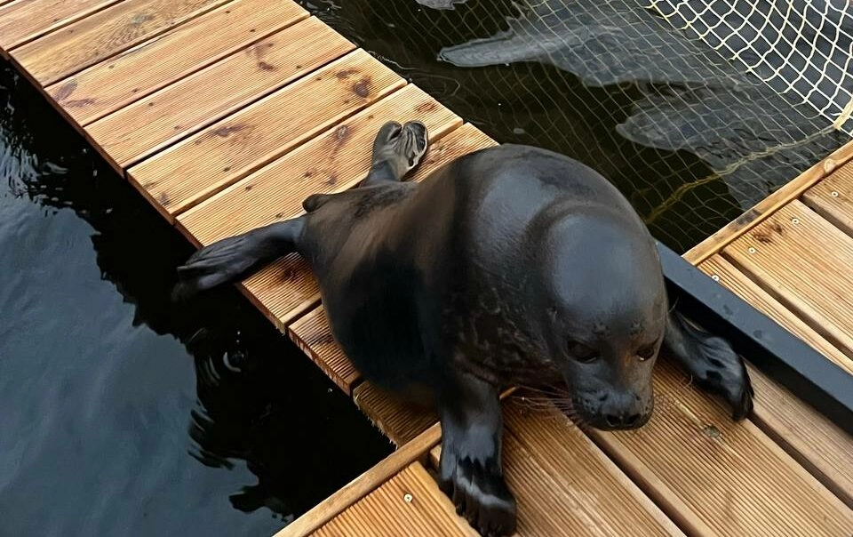 Крошик и Шлиссик вернулись в загородную резиденцию и начинают наедать бока - tvspb.ru
