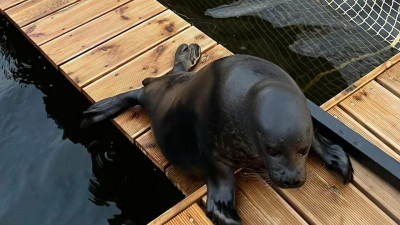 Крошик и Шлиссик вернулись в загородную резиденцию и начинают наедать бока